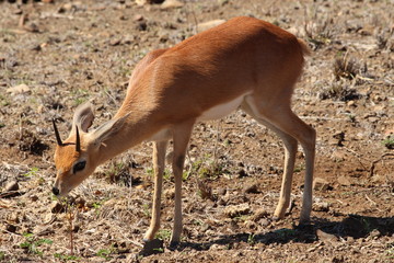 steenbok in South Africa