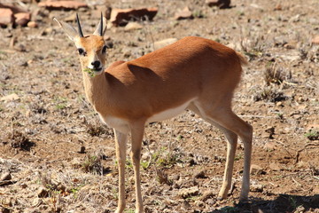steenbok in South Africa