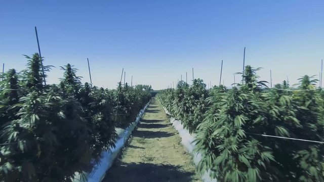 Coloradolegal weed walkthrough