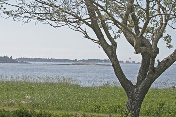 Phare entre les branches d'arbre