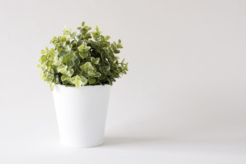 Green plant in white pot against white background