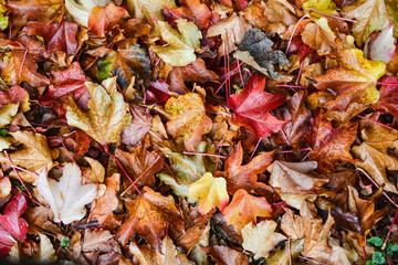 Herbstblätter bunt