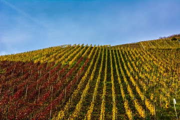 Weinberg im Herbst