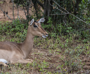 Female Impala, (Aepyceros melampus), sitting down and mouth slightly open showing teeth. Kruger National Park, South Africa