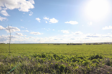 Landscape is summer. Green trees and grass in a countryside land