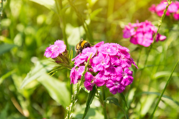 Bumblebee sits on flower Carnations under sunshine. Summer nature.