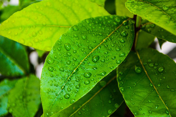 Wassertropfen auf Pflanze 