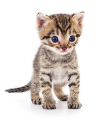 Kitten on white background.