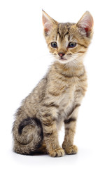 Obraz premium Kitten on white background.