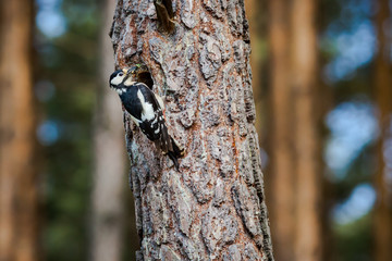 Syrian woodpecker, Dendrocopos syriacus, with worms going to the hollow