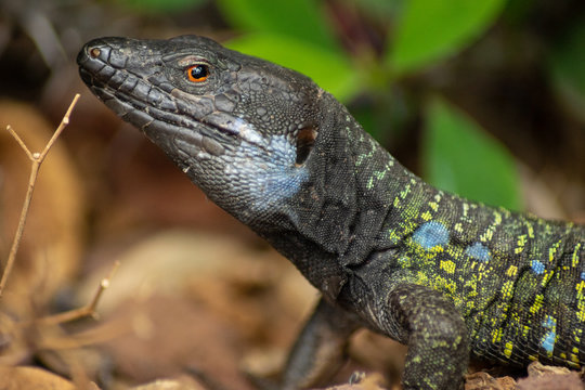 Gallotia galloti - endemic lizard living on Tenerife