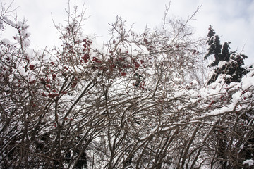 Dense thickets of wild rose with berries under abundant snow covering.