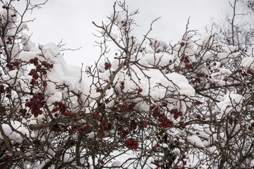 Dense thickets of wild rose with berries under abundant snow covering.
