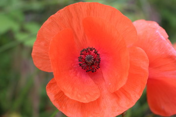 Fototapeta premium fleur rouge coquelicot