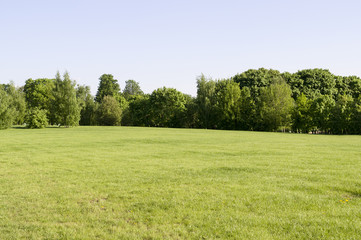 field of spring grass on forest background. nature.