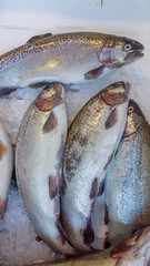 fish salmon slice on the ice on local market