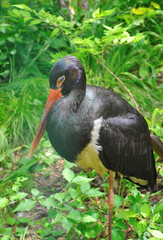 Black Stork