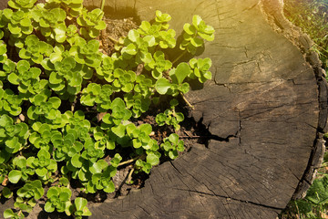 Small green leaflets grow in the stump. Vegetation in a cut tree. Sunlight and summer.