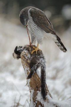 Northern goshawk cleans her prey