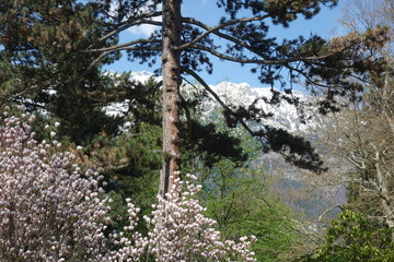 Magnolien und Nadelbaum mit Alpenpanorama