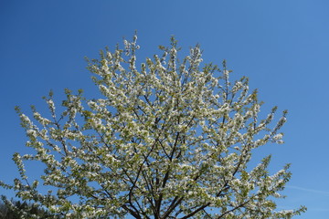 Blütenreiche Baumkrone