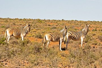 Fototapeta na wymiar Three Burchell's Zebra in afternoon