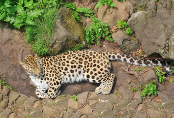 Leopard lying in the grass