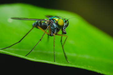 green small fly have long legged stand on green leaves in natural park.