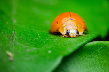 orange lady bug on green leaves.