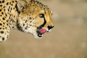 Wild cheetah in Namibia.