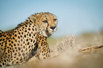 Wild cheetah in Namibia.