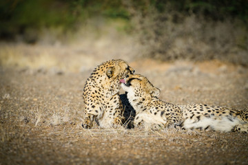 Wild cheetah in Namibia.