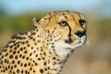 Wild cheetah in Namibia.