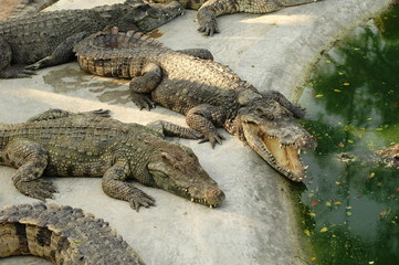 Frightening crocodiles at farm in Thailand