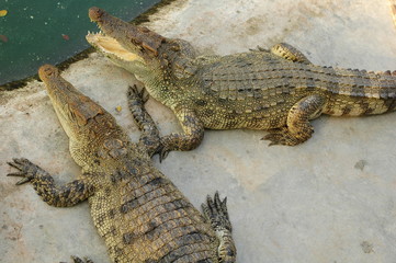 Frightening crocodiles at farm in Thailand