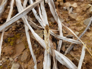 Farfalla