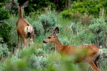 Mule deer in a mountain forest forage for food in the summer