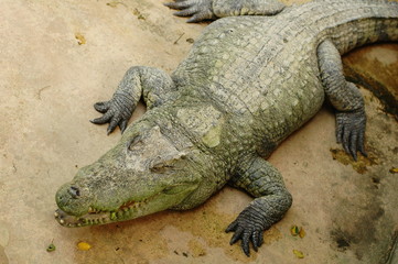 Frightening crocodiles at farm in Thailand