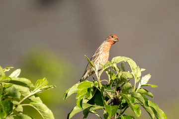 Male house finch perched on a tree branch