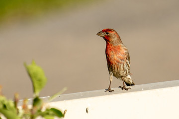 A male house or purple finch sits on a fence and looks around