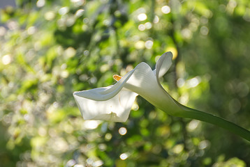 Beautiful roses and lilies in summer outdoor in the garden © nikidericks