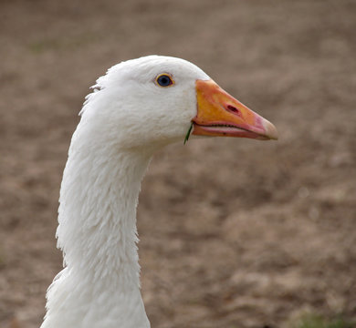 goose portrait on farm