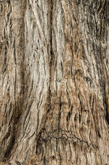 Texture of big old tree trunk bark macro. Tree large trunk detailed structure background and texture of bark. Trunk of tree and bark close up. Rough brown tree wood bark natural texture background
