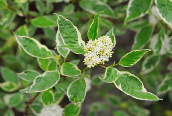 Deren white elegissima