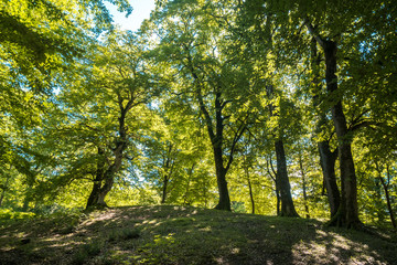Obraz premium Zeda-gordi, Georgia. Forest of Okatse canion.Georgia