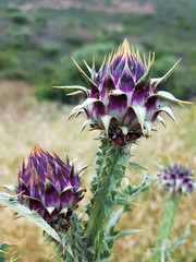 Cardo selvatico