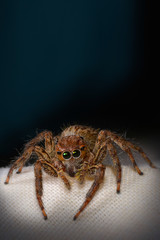 Jumping spider portrait, Copy space.