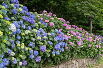 Hydrangea of Asukayama Park in Kita Ward, Tokyo, Japan / Asukayama park is a public park in Kita Ward, Tokyo, Japan