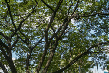 green grass field in big city park