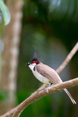 Rotohrbülbül (Pycnonotus jocosus) im Botanischen Garten in Pamplemousses, Mauritius, Afrika.